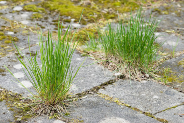 Weedingtech weeds